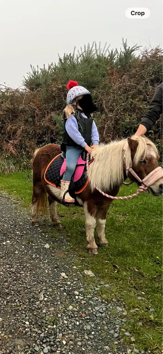 Bella sparkle quiet pony - Image 1