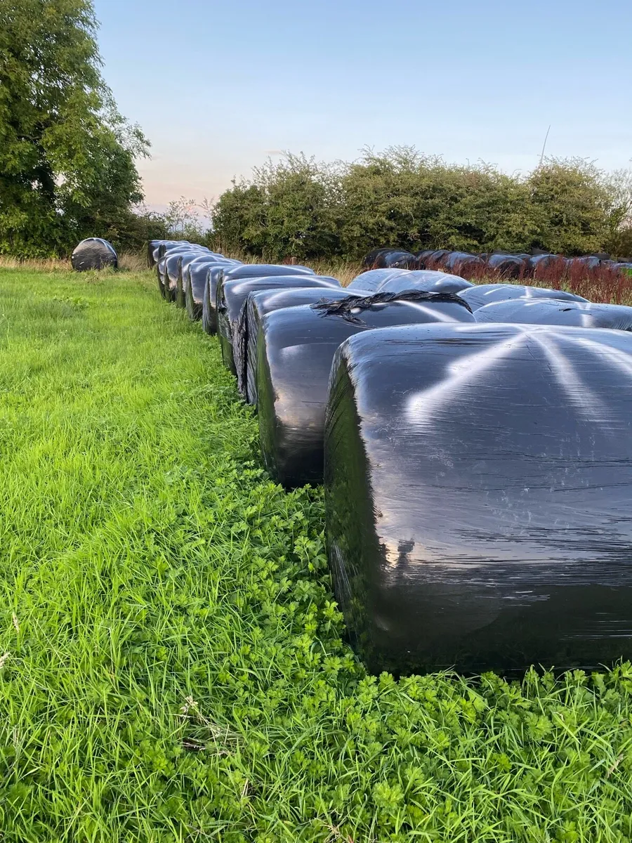 2026 Silage - Image 1