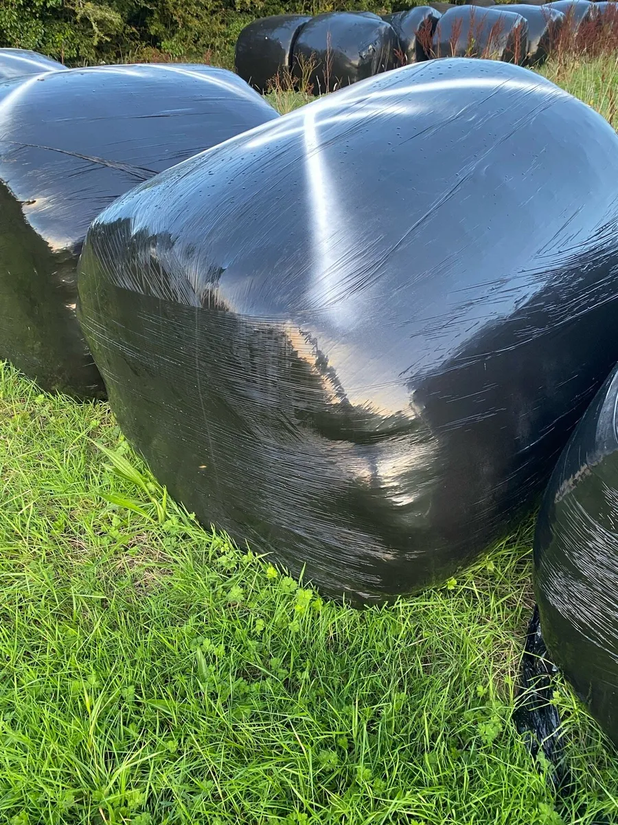 2026 Silage - Image 2