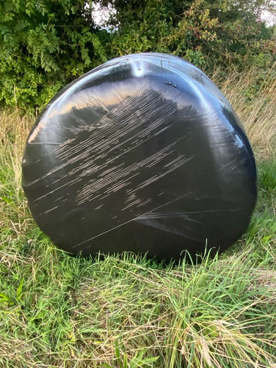 2026 Silage - Image 3