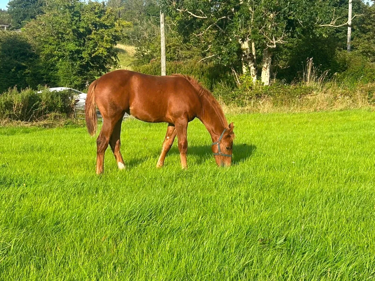 Irish Draught Filly - Image 2