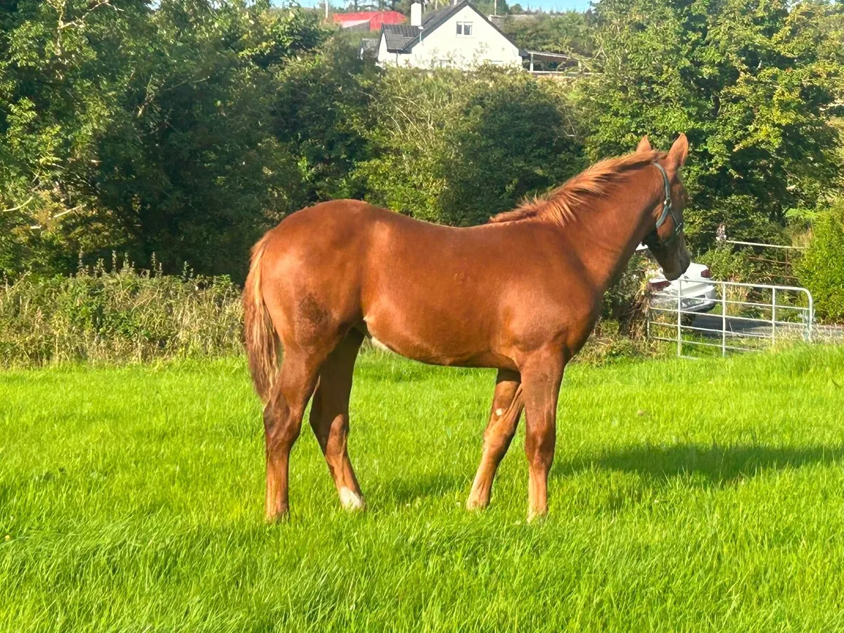 Irish Draught Filly - Image 3