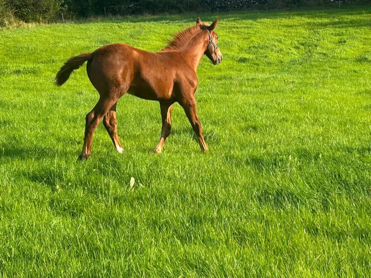 Irish Draught Filly - Image 4