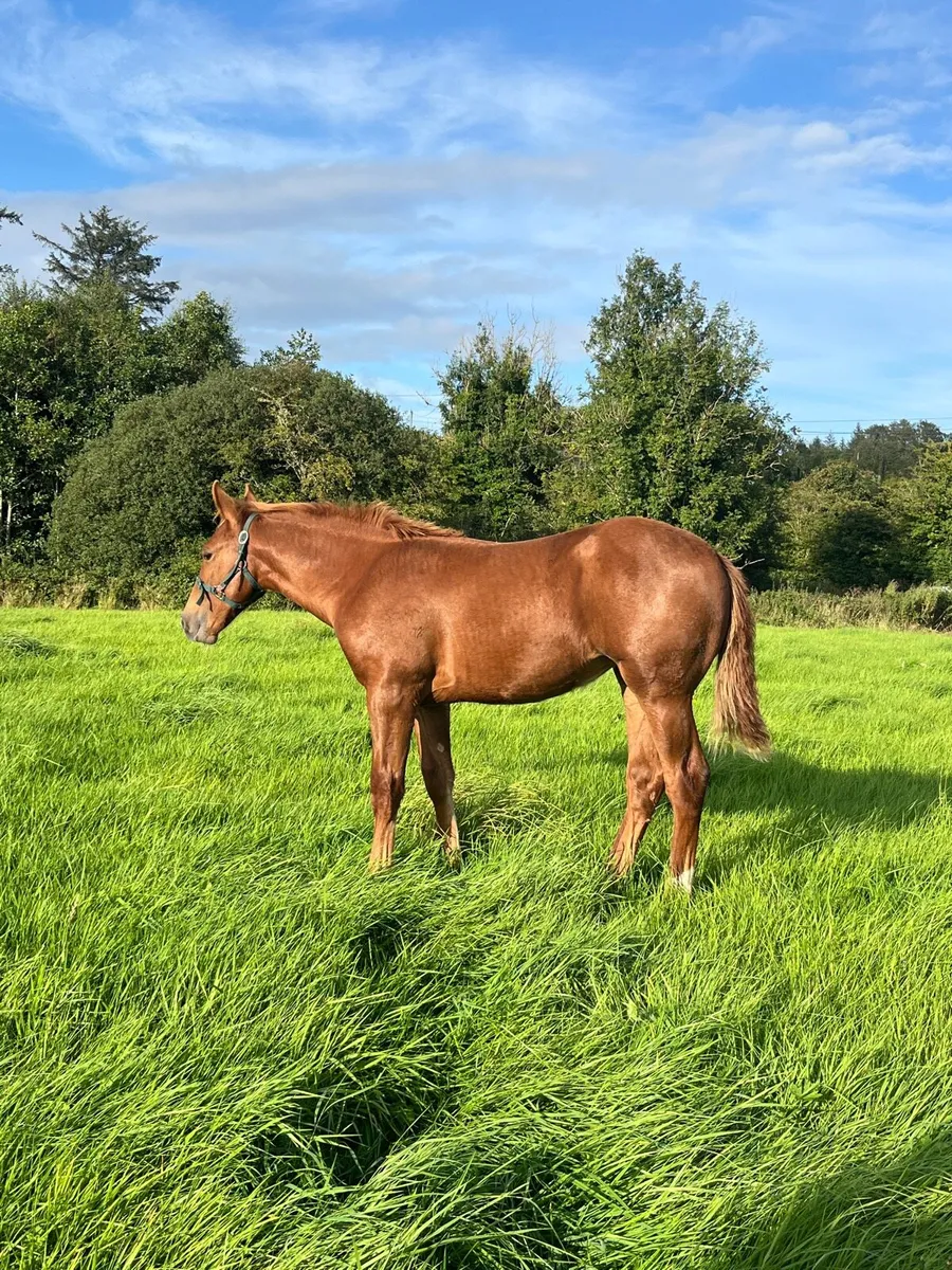 Irish Draught Filly - Image 1