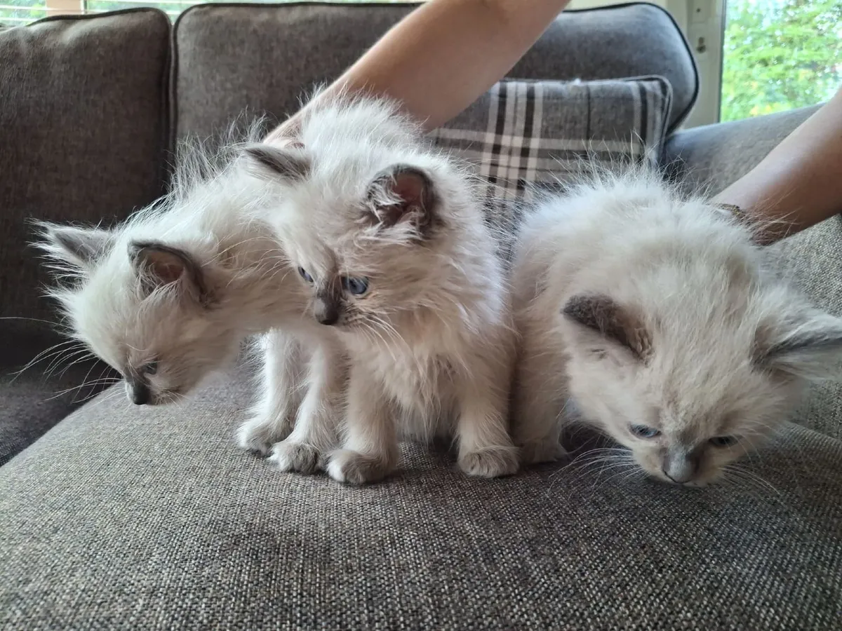 Purebred Ragdoll Kittens - Image 3