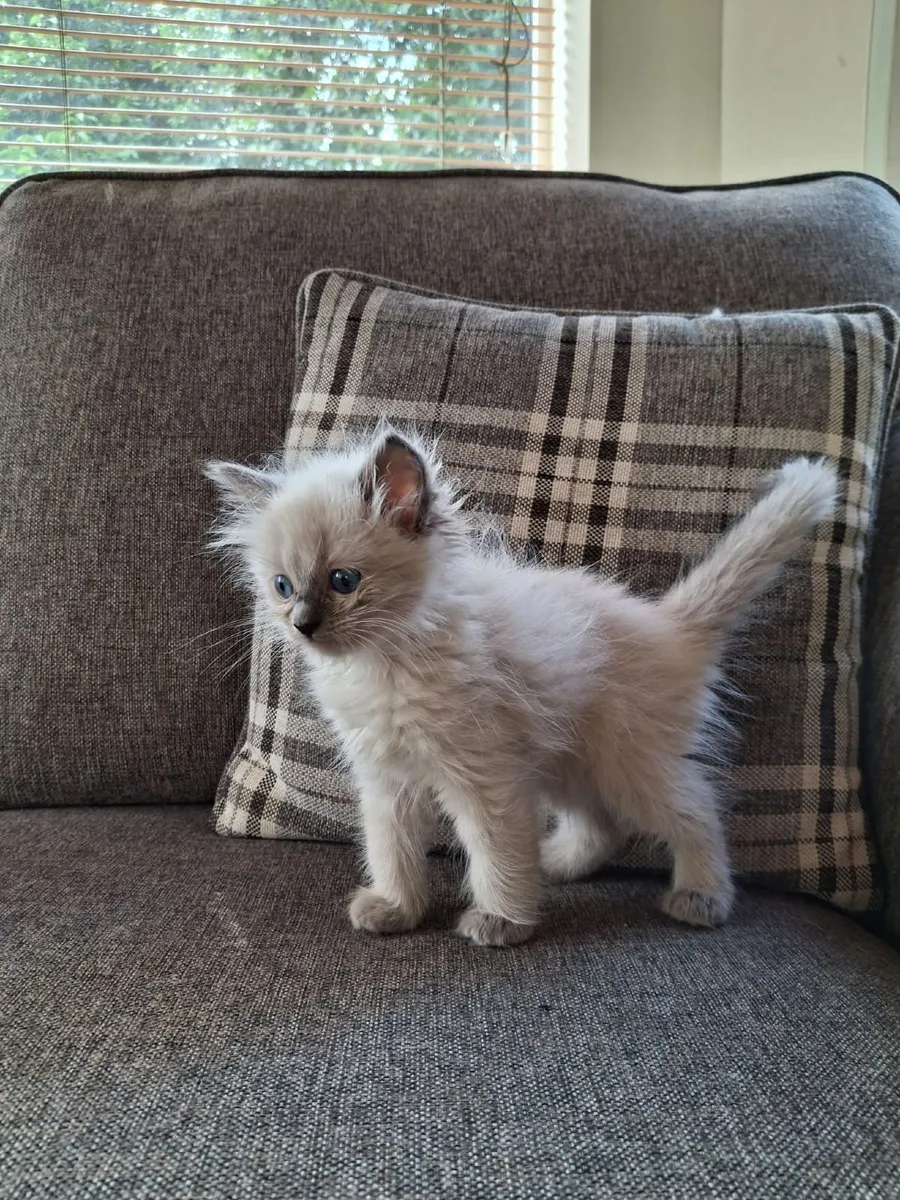 Purebred Ragdoll Kittens - Image 4
