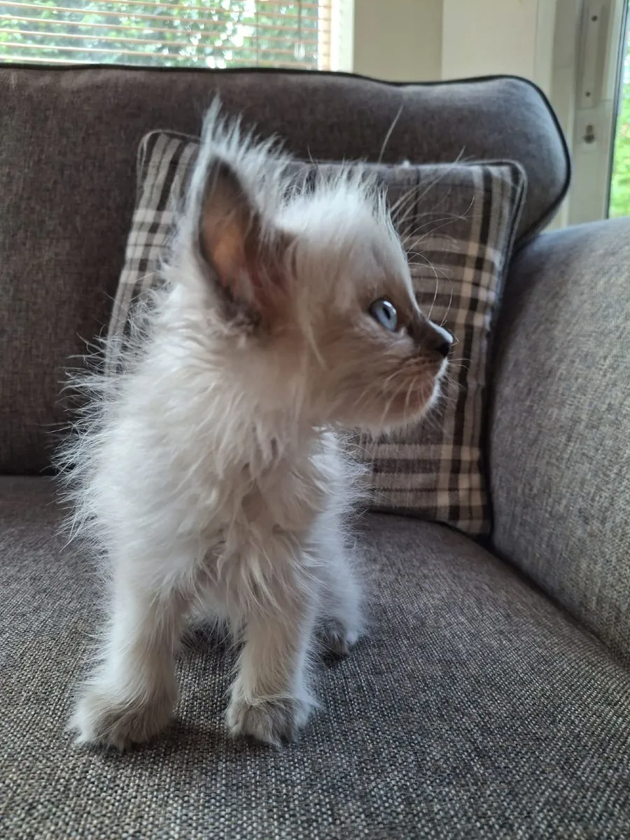 Purebred Ragdoll Kittens - Image 2