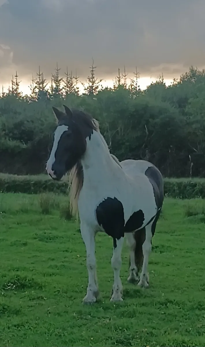 Beautiful mare - Image 1