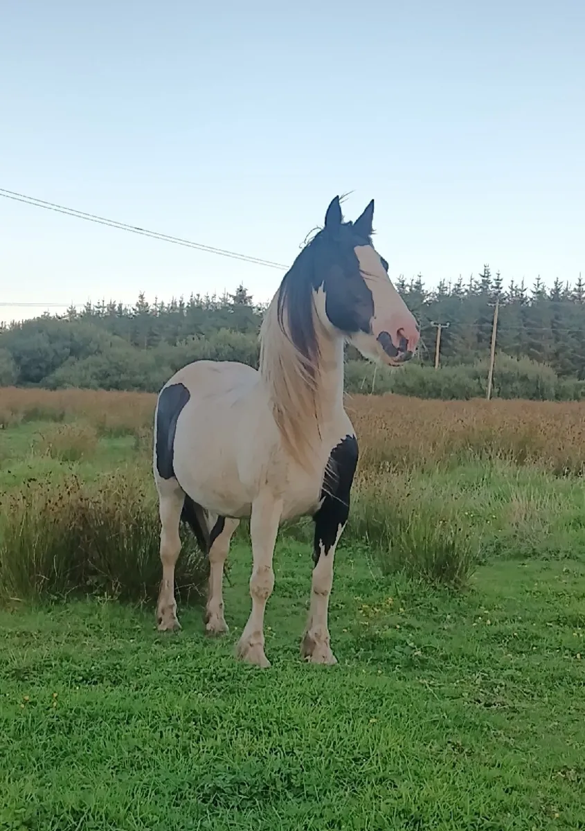 Beautiful mare - Image 2