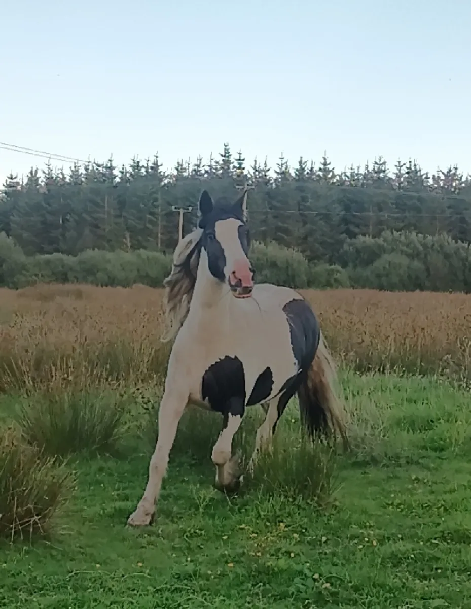 Beautiful mare - Image 3