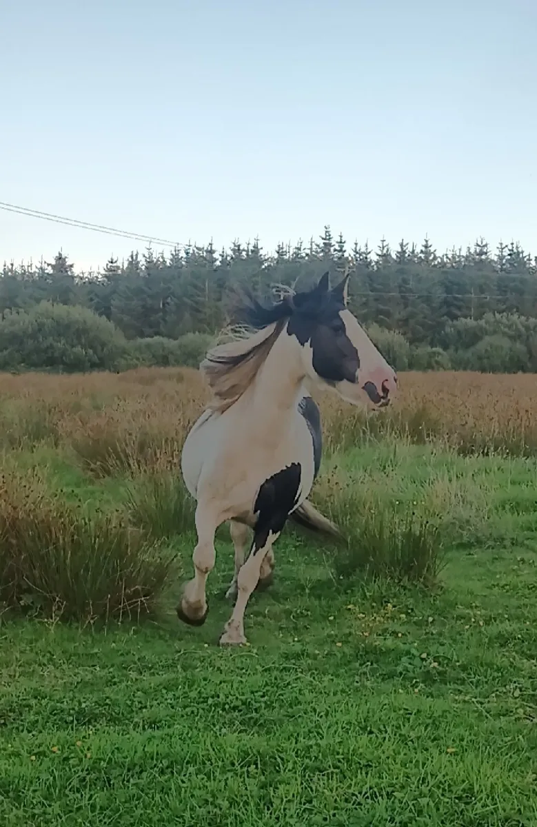 Beautiful mare - Image 4