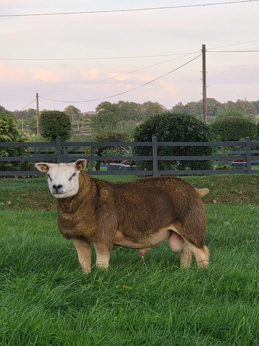 ✨️Texel Ram Lamb ✨️ Ros Texel Sale✨️ Fri 21st Aug - Image 2