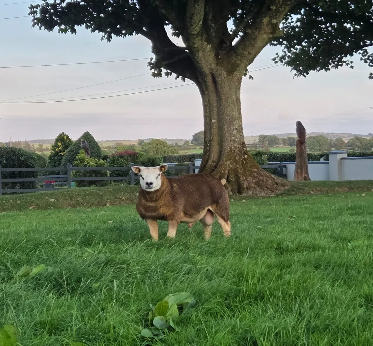 ✨️Texel Ram Lamb ✨️ Ros Texel Sale✨️ Fri 21st Aug - Image 1