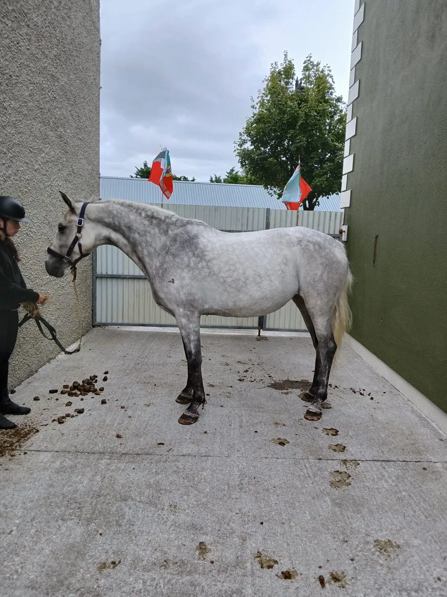 4 year old Connemara  filly - Image 3