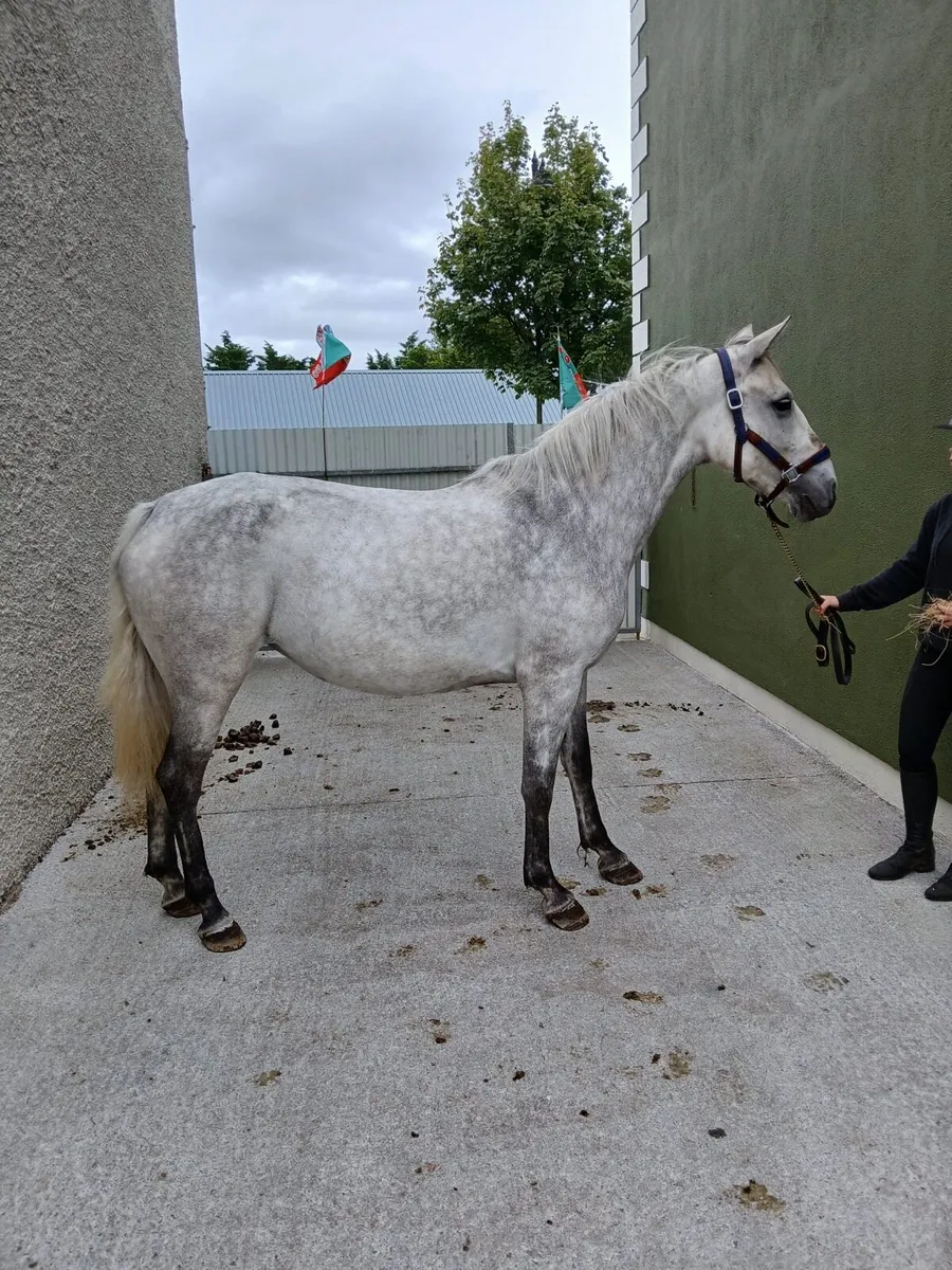 4 year old Connemara  filly - Image 4