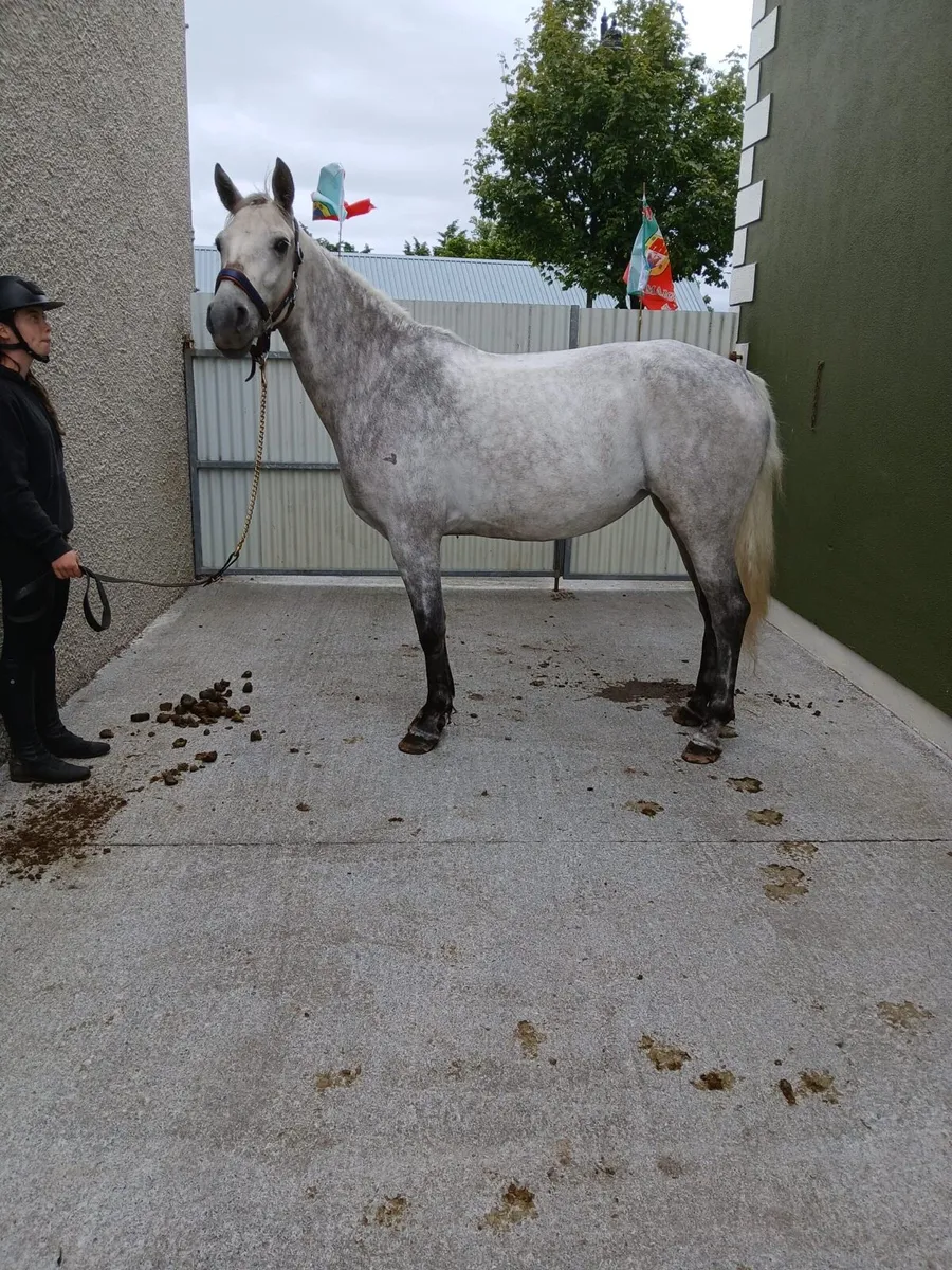 4 year old Connemara  filly - Image 1