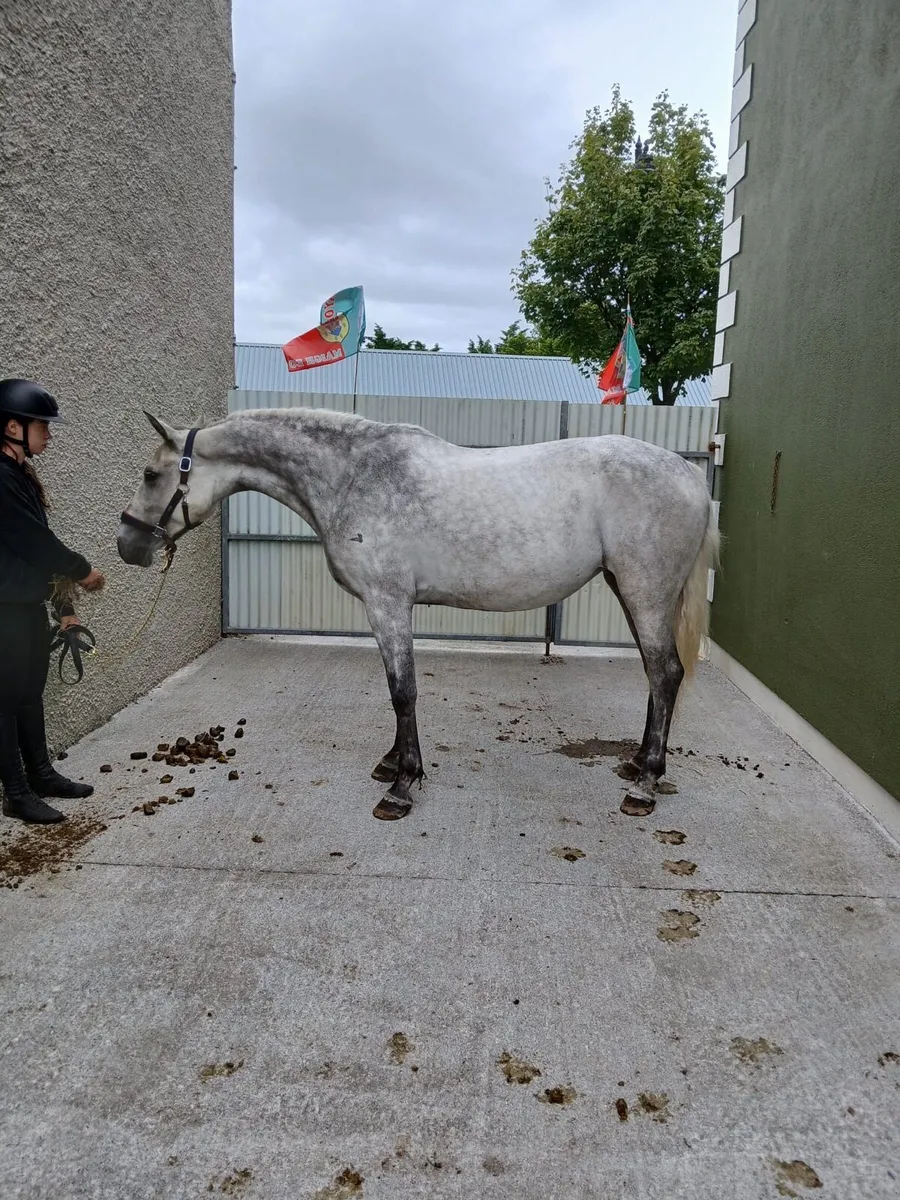 4 year old Connemara  filly - Image 2