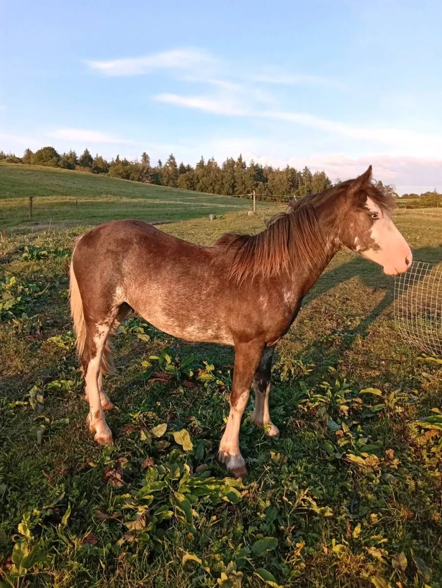 cob colt for sale - Image 1