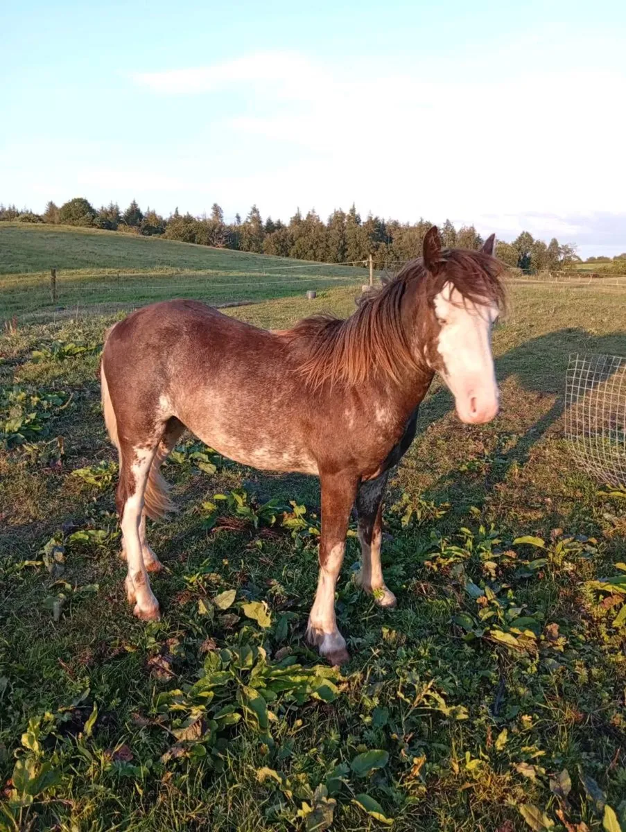 cob colt for sale - Image 2