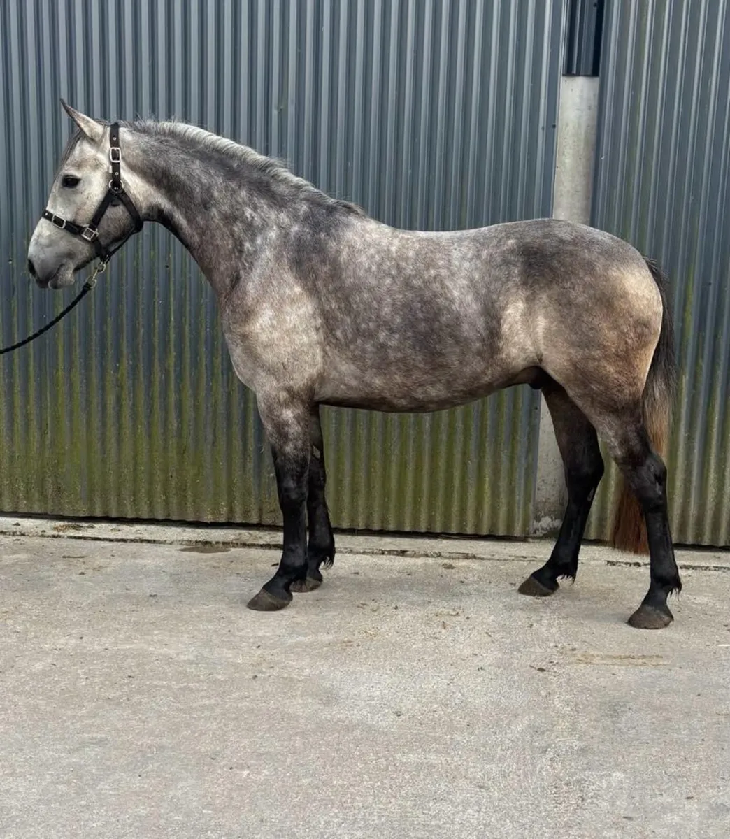 Lot 430 clifden Saturday