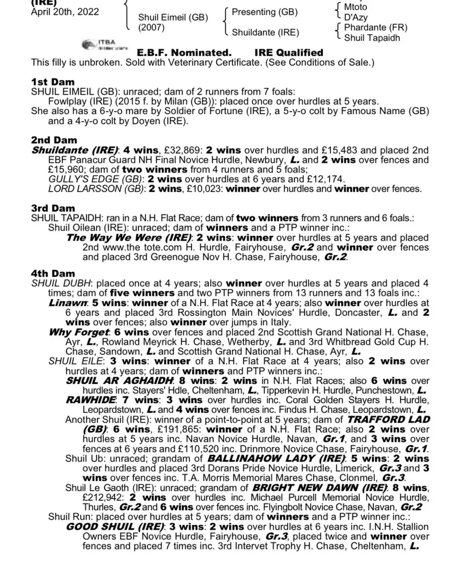 Dam of grade 2 winner - Image 2