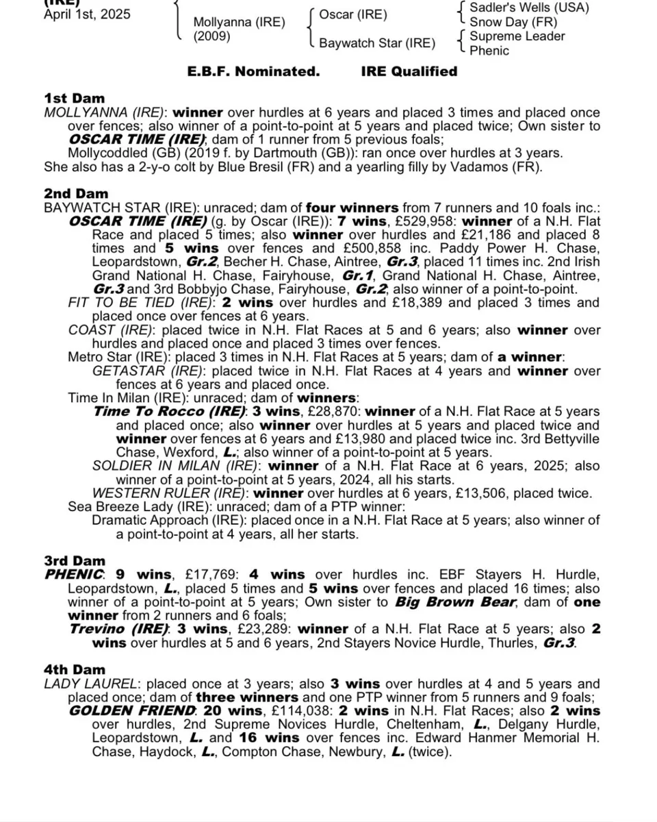 Dam of grade 2 winner - Image 4