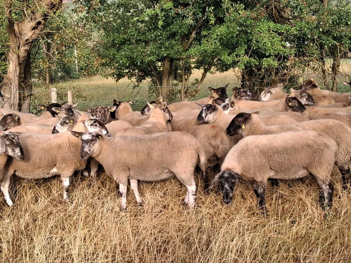 BORRIS MART THIS SATURDAY 22ND AUGUST - Image 4