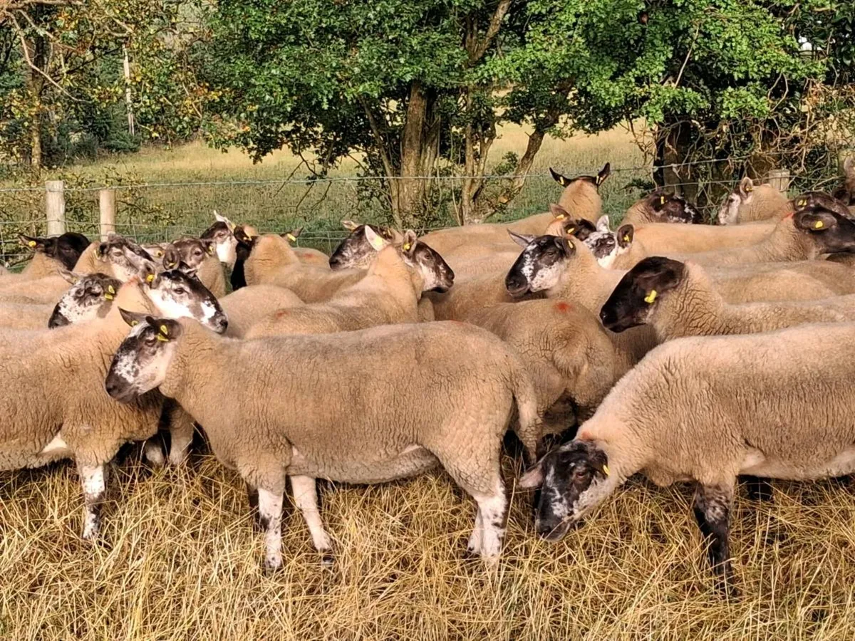 BORRIS MART THIS SATURDAY 22ND AUGUST - Image 2