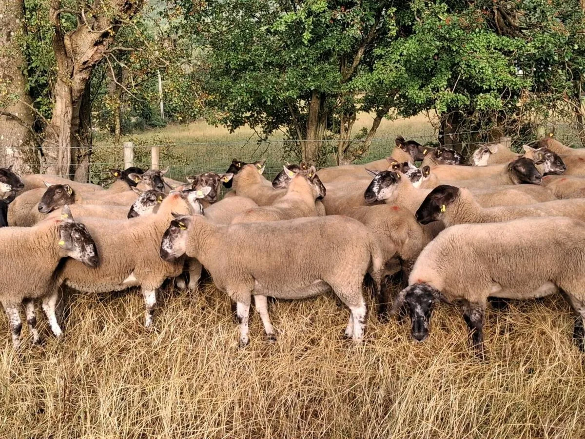 BORRIS MART THIS SATURDAY 22ND AUGUST - Image 3