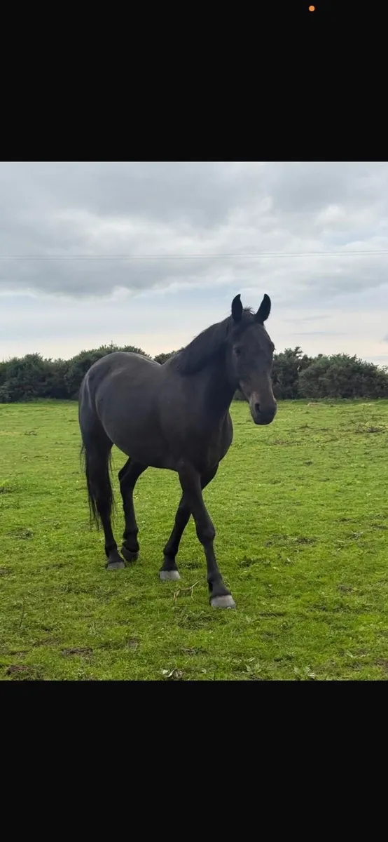 Horse - Image 1