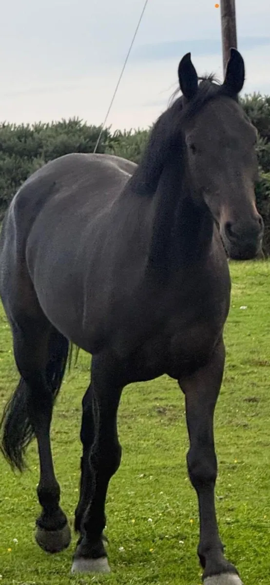 Horse - Image 2