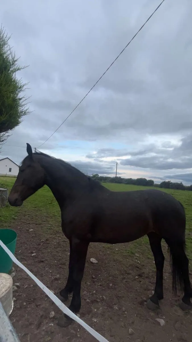 Horse - Image 3