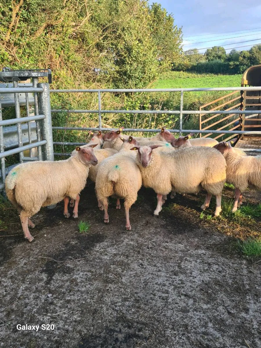 ROUGE EWE LAMBS - Image 4
