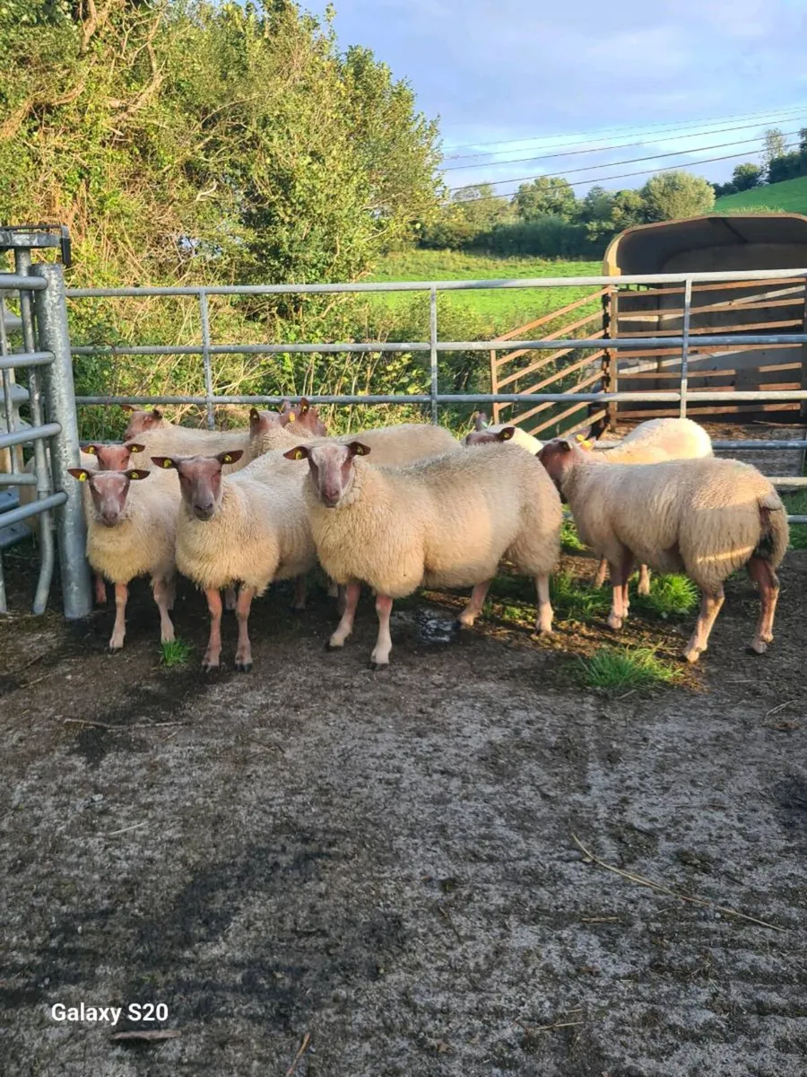 ROUGE EWE LAMBS - Image 3