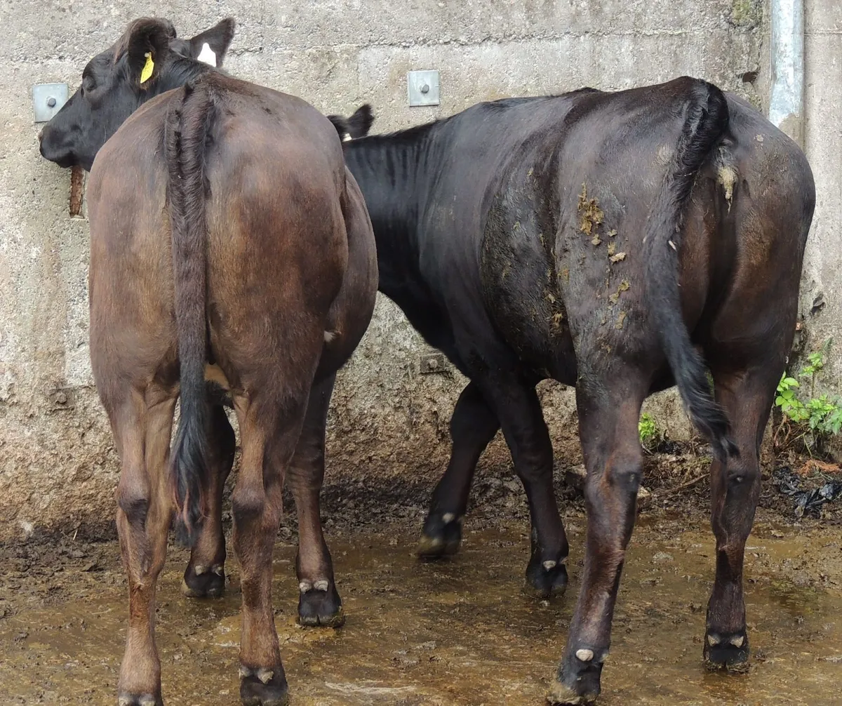 Cattle - Image 4