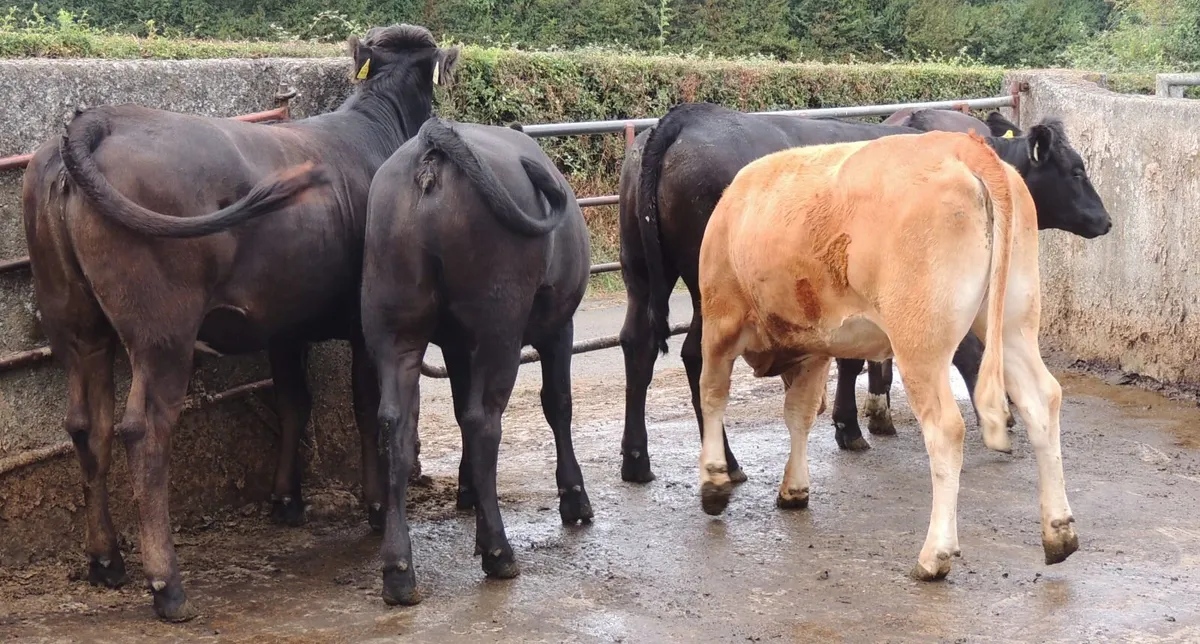 Cattle - Image 2