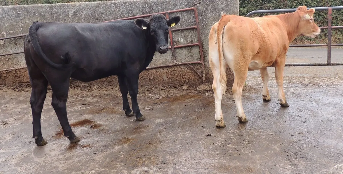 Cattle - Image 3