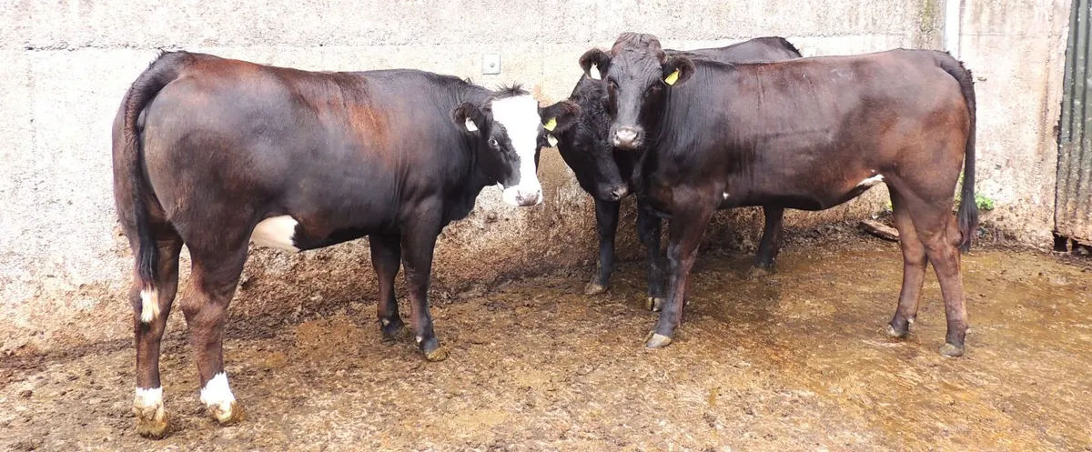 Cattle - Image 1