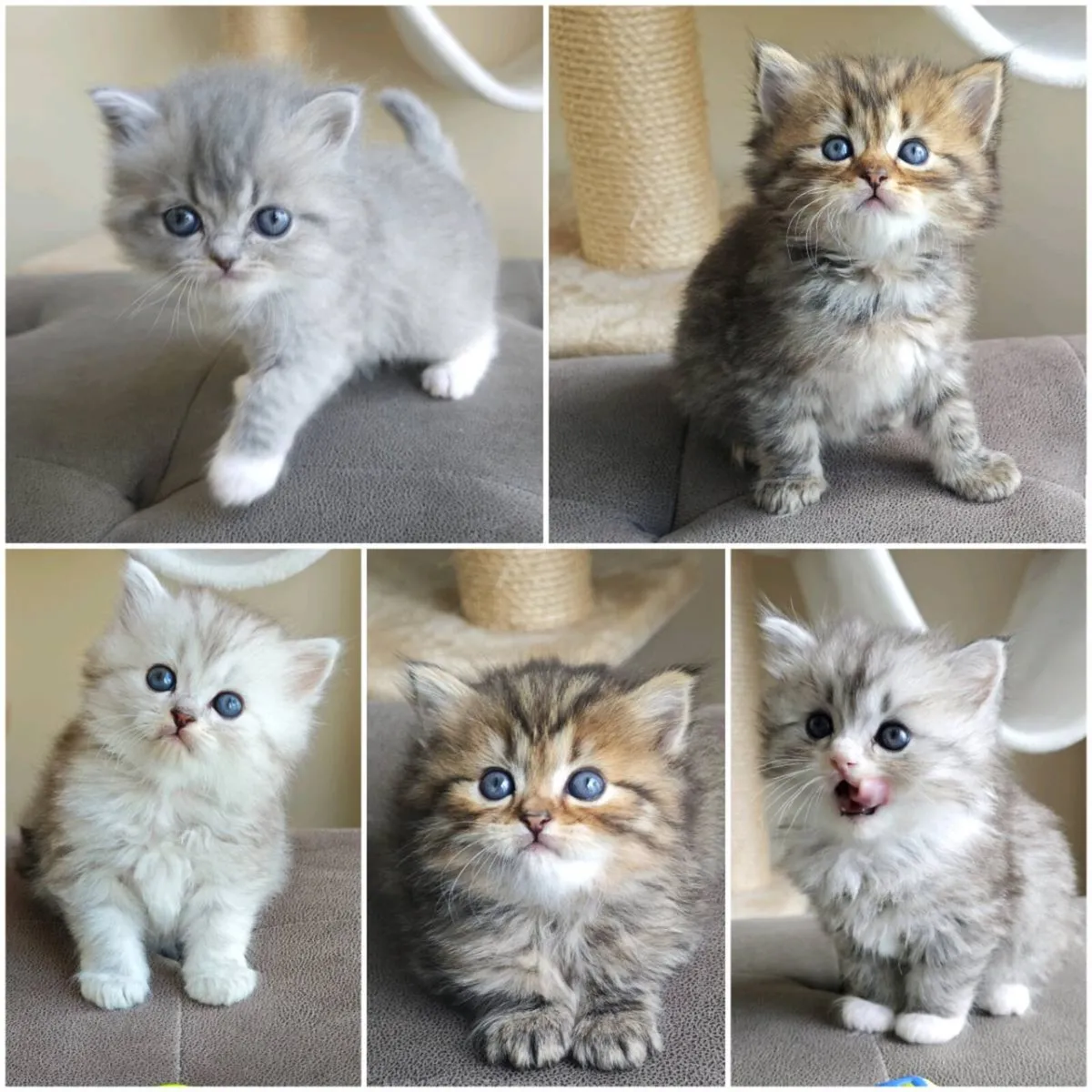 Persian x Ragdoll kittens - Image 1