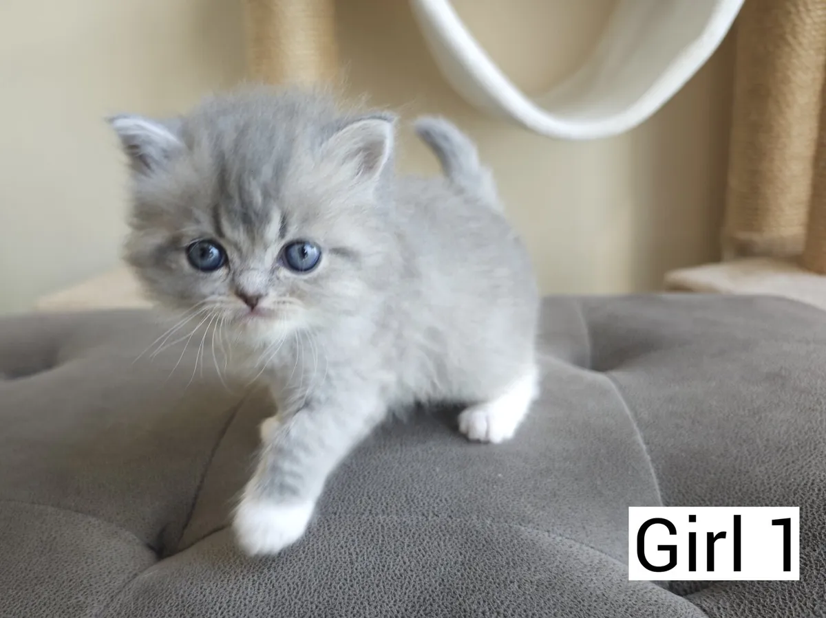 Persian x Ragdoll kittens - Image 2