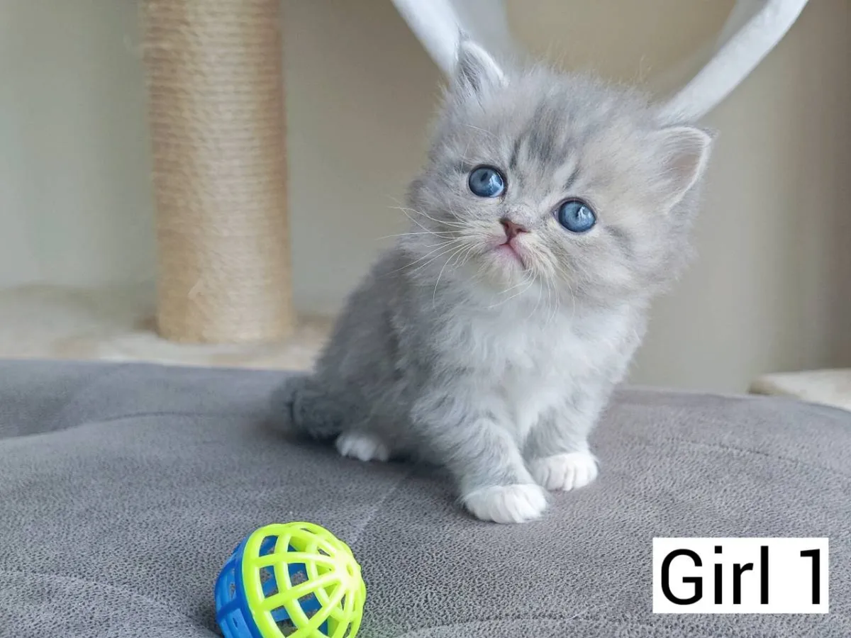 Persian x Ragdoll kittens - Image 3