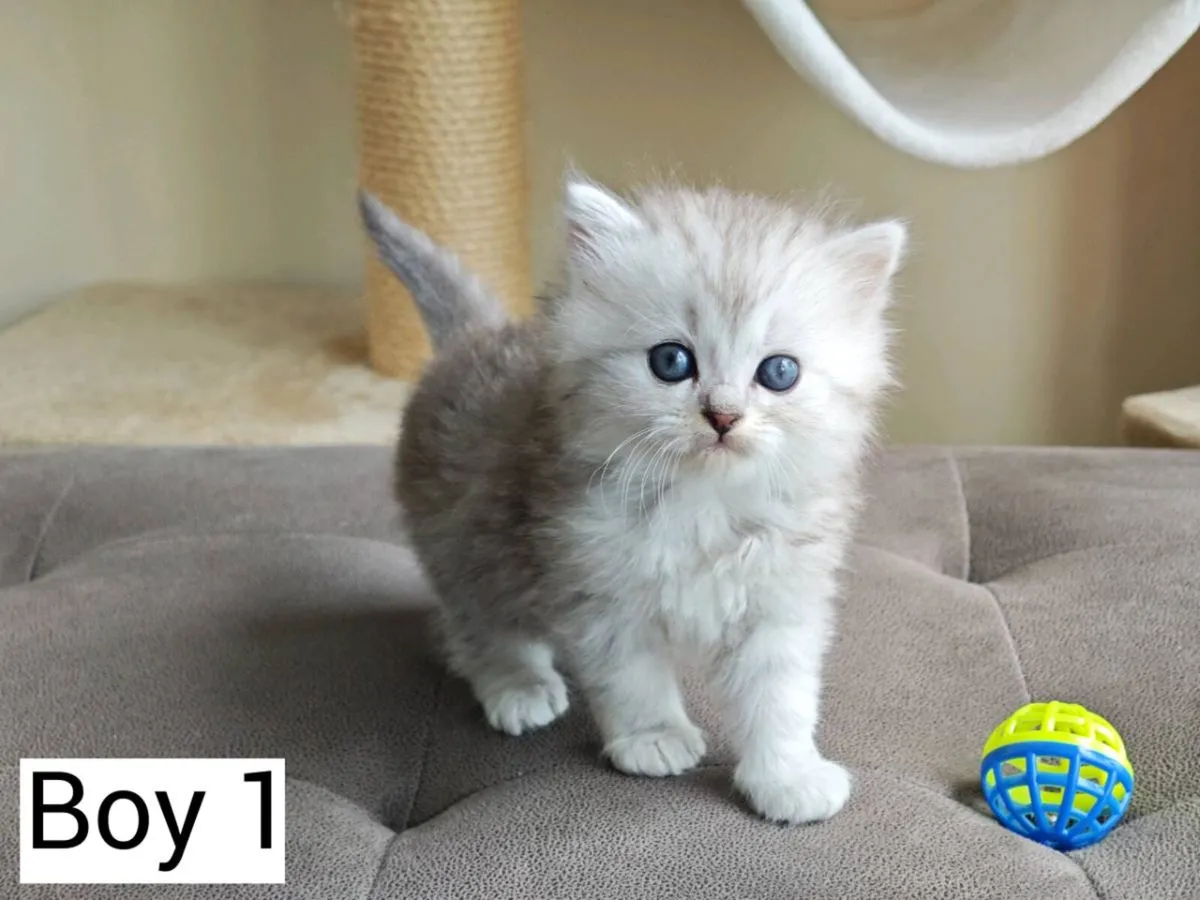 Persian x Ragdoll kittens - Image 4