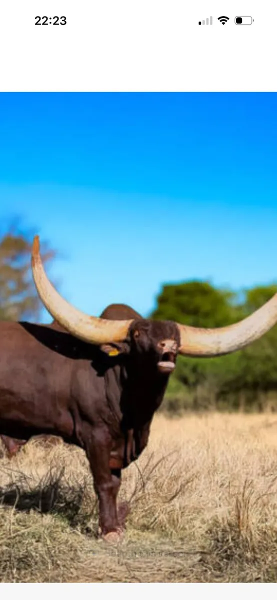 WANTED- ALL CULL LIVESTOCK