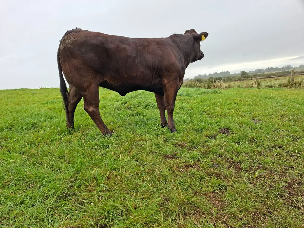 Breeding Heifers - Image 1