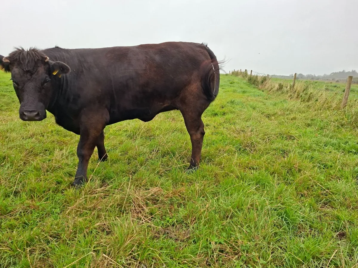 Breeding Heifers - Image 3
