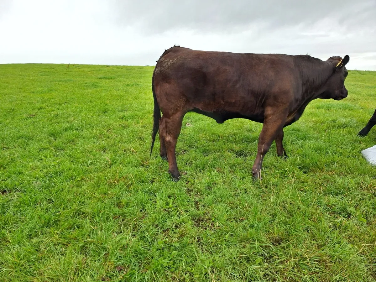 Breeding Heifers - Image 2