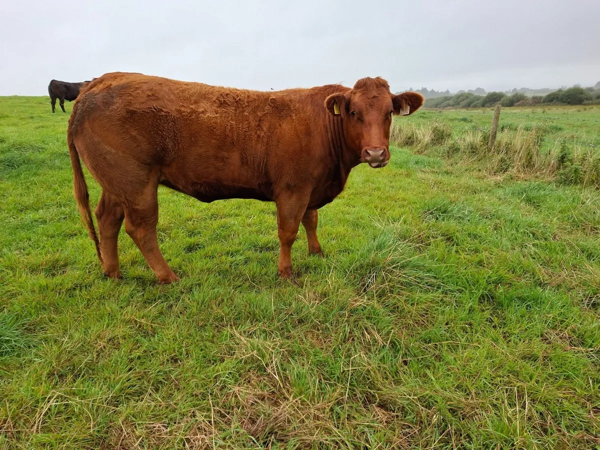 Breeding Heifers - Image 4