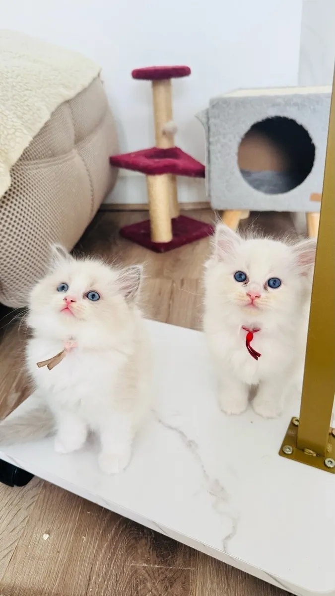 Ragdoll kittens - Image 3
