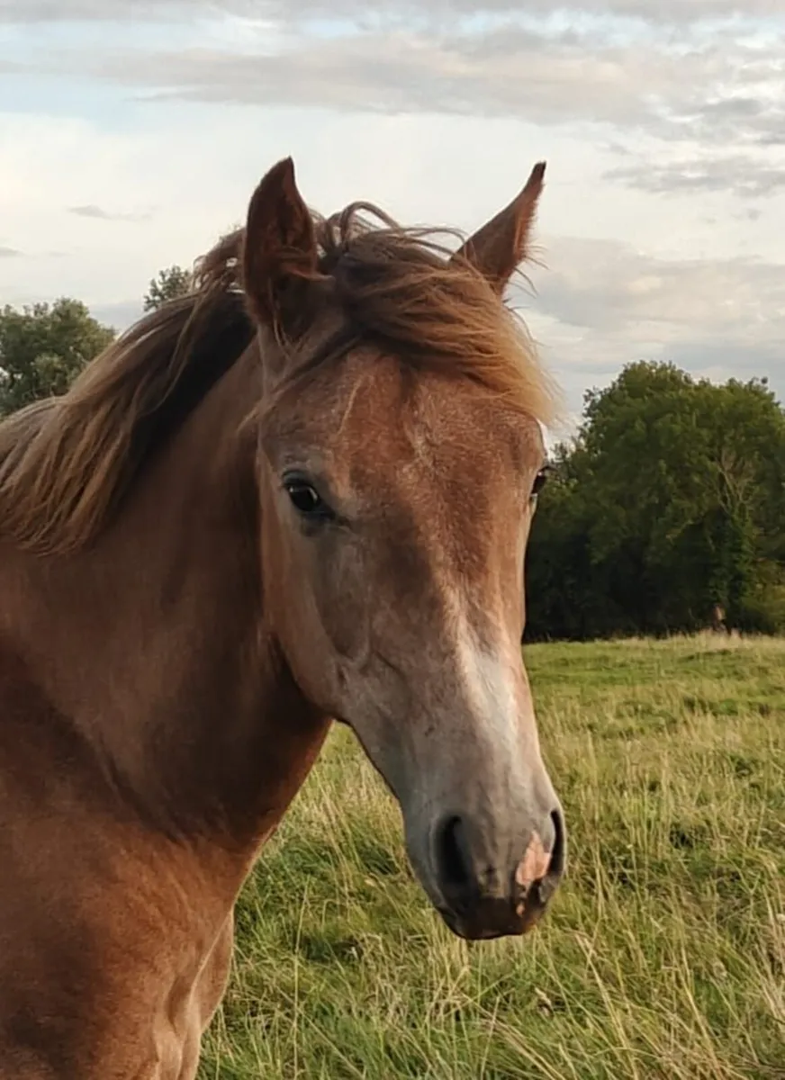 Irish Draught Geldings - Image 3
