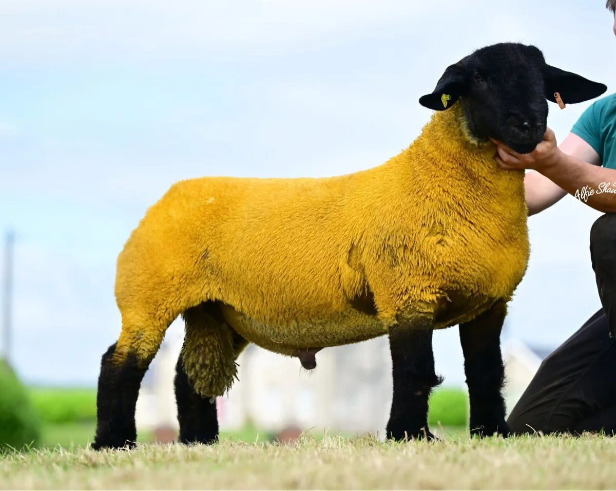 Pure Bred Suffolk Ram Lambs - Image 1